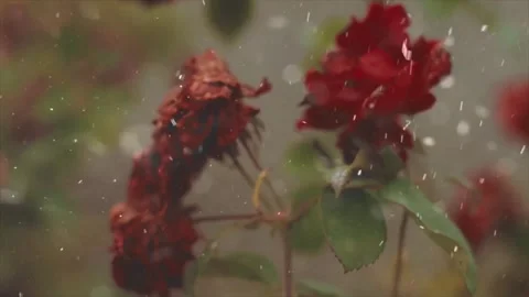 Spring Snowfall on Blooming Trees and Plants Stock Footage 330275421