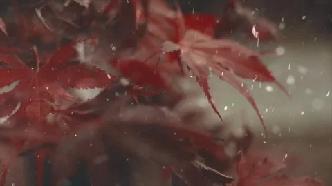 Spring Snowfall on Blooming Trees and Plants Stock Footage 330275431