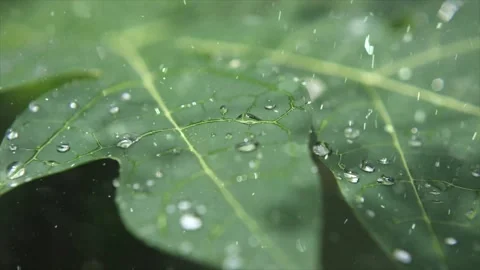 Spring Snowfall on Blooming Trees and Plants Stock Footage 330275434