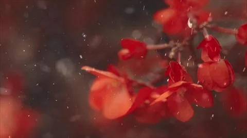 Spring Snowfall on Blooming Trees and Plants 스톡 동영상 330275446