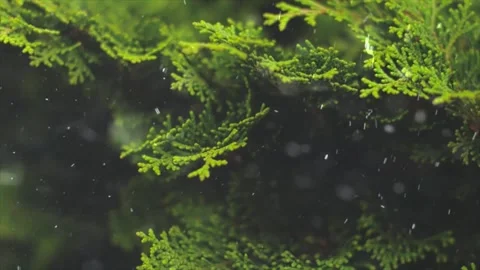 Spring Snowfall on Blooming Trees and Plants Stock Footage 330275447