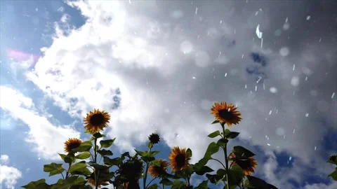 Spring Snowfall on Blooming Trees and Plants Stock Footage 330275448