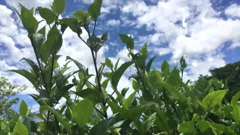 Spring Snowfall on Blooming Trees and Plants Stock Footage 330275469