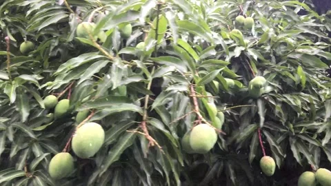 Spring Snowfall on Blooming Trees and Plants Stock Footage 330275470