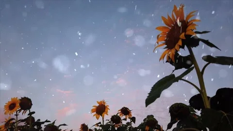 Spring Snowfall on Blooming Trees and Plants Stock Footage 330275477