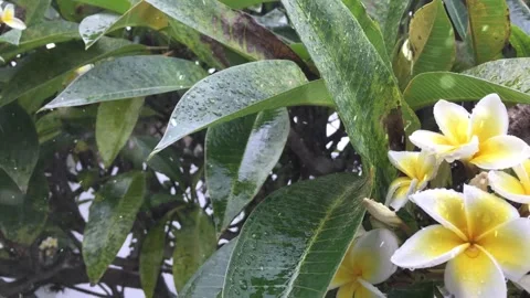 Spring Snowfall on Blooming Trees and Plants Stock Footage 330275478