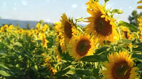Spring Snowfall on Blooming Trees and Plants Stock Footage 330275479