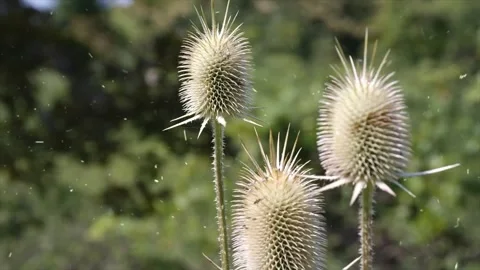 Spring Snowfall on Blooming Trees and Plants Stock Footage 330275491
