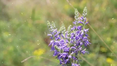 Spring Snowfall on Blooming Trees and Plants Stock Footage 330275492