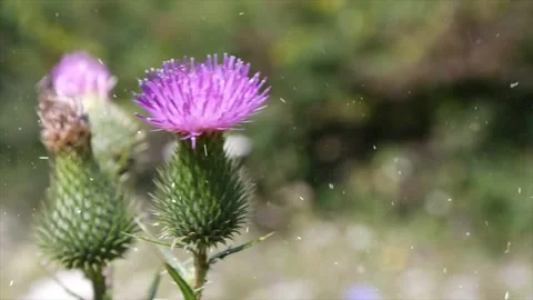 Spring Snowfall on Blooming Trees and Plants Video stock 330275493