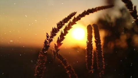 Spring Snowfall on Blooming Trees and Plants 스톡 동영상 330275528