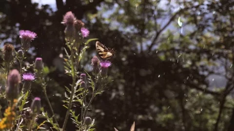 Spring Snowfall on Blooming Trees and Plants Vídeo Stock 330275530