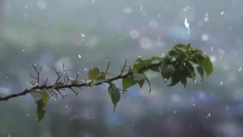 Spring Snowfall on Blooming Trees and Plants Stock Footage 330275553
