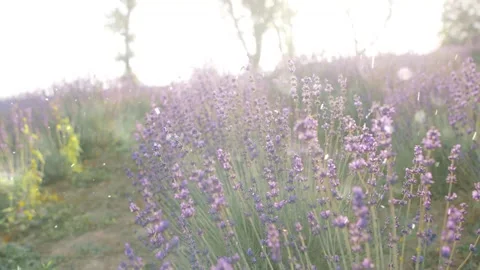 Spring Snowfall on Blooming Trees and Plants Stock Footage 330275555