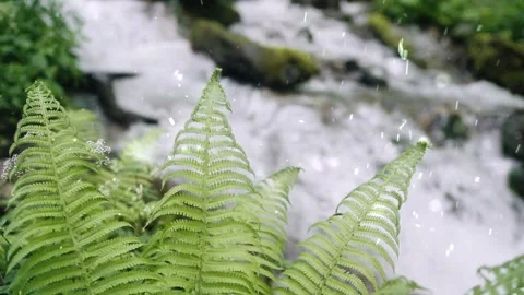 Spring Snowfall on Blooming Trees and Plants Vídeo Stock 330275556