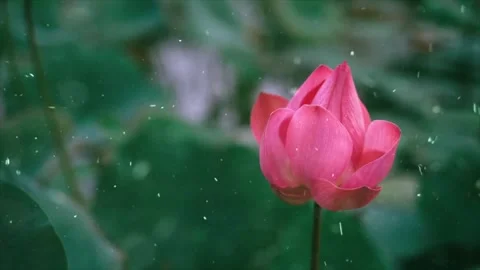 Spring Snowfall on Blooming Trees and Plants Stock Footage 330275592