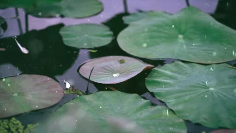 Spring Snowfall on Blooming Trees and Plants Stock Footage 330275593