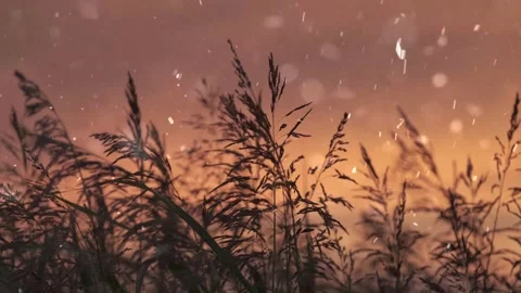 Spring Snowfall on Blooming Trees and Plants Stock Footage 330275595