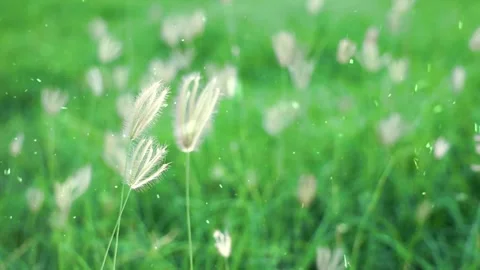 Spring Snowfall on Blooming Trees and Plants Stock Footage 330275612