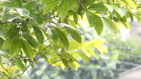 Spring Snowfall on Blooming Trees and Plants Stock Footage 330275625