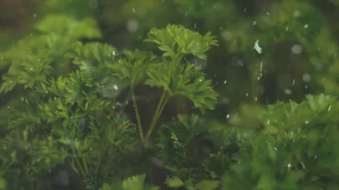 Spring Snowfall on Blooming Trees and Plants Video stock 330275629