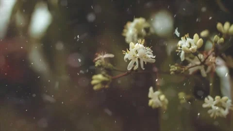 Spring Snowfall on Blooming Trees and Plants Stock Footage 330275633