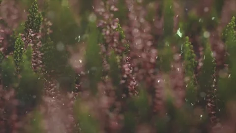 Spring Snowfall on Blooming Trees and Plants Stock Footage 330275636