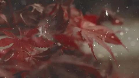 Spring Snowfall on Blooming Trees and Plants Stock Footage 330275638