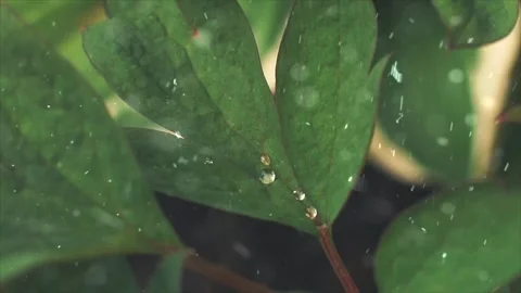 Spring Snowfall on Blooming Trees and Plants Stock Footage 330275648