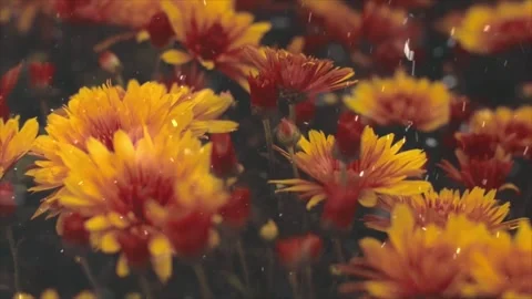 Spring Snowfall on Blooming Trees and Plants Video stock 330275651