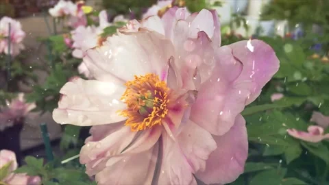 Spring Snowfall on Blooming Trees and Plants Stock Footage 330275747