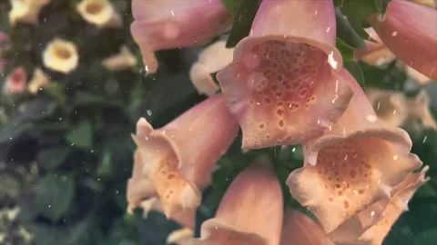 Spring Snowfall on Blooming Trees and Plants Stock Footage 330275751