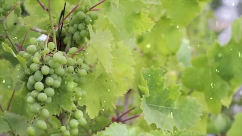 Spring Snowfall on Blooming Trees and Plants Stock Footage 330275755