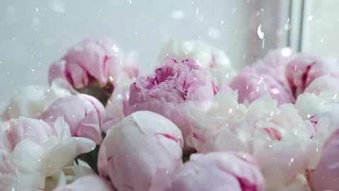 Spring Snowfall on Blooming Trees and Plants Video stock 330275756