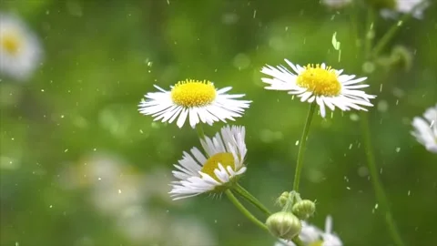 Spring Snowfall on Blooming Trees and Plants Stock Footage 330275766