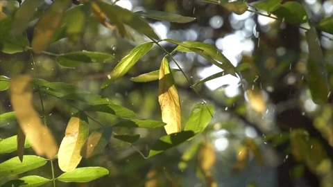 Spring Snowfall on Blooming Trees and Plants Video stock 330275777