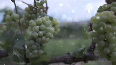 Spring Snowfall on Blooming Trees and Plants Stock Footage 330275781