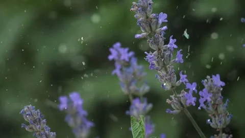 Spring Snowfall on Blooming Trees and Plants Stock Footage 330275795
