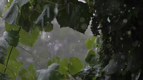 Spring Snowfall on Blooming Trees and Plants 스톡 동영상 330275800