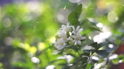 Spring Snowfall on Blooming Trees and Plants Stock Footage 330275801