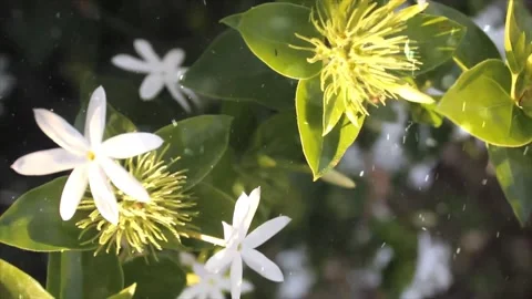 Spring Snowfall on Blooming Trees and Plants Stock Footage 330275806