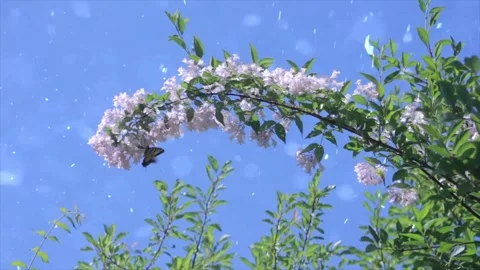 Spring Snowfall on Blooming Trees and Plants Vídeo Stock 330275809