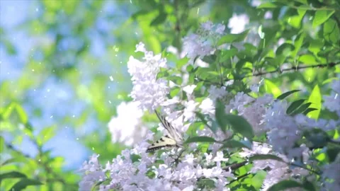Spring Snowfall on Blooming Trees and Plants Vídeo Stock 330275811
