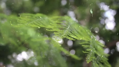 Spring Snowfall on Blooming Trees and Plants 스톡 동영상 330275823