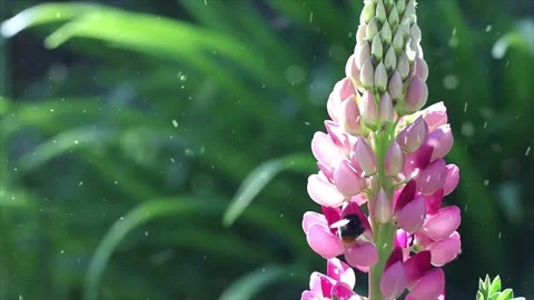 Spring Snowfall on Blooming Trees and Plants Video stock 330275860