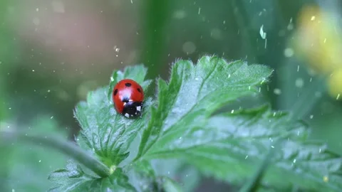 Spring Snowfall on Blooming Trees and Plants Video stock 330275865