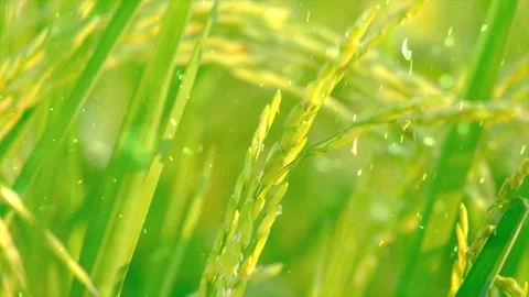 Spring Snowfall on Blooming Trees and Plants Stock Footage 330275893