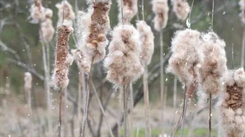 Spring Snowfall on Blooming Trees and Plants Stock Footage 330275894