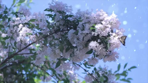 Spring Snowfall on Blooming Trees and Plants Stock Footage 330275897