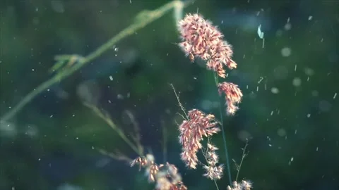 Spring Snowfall on Blooming Trees and Plants Stock Footage 330275952